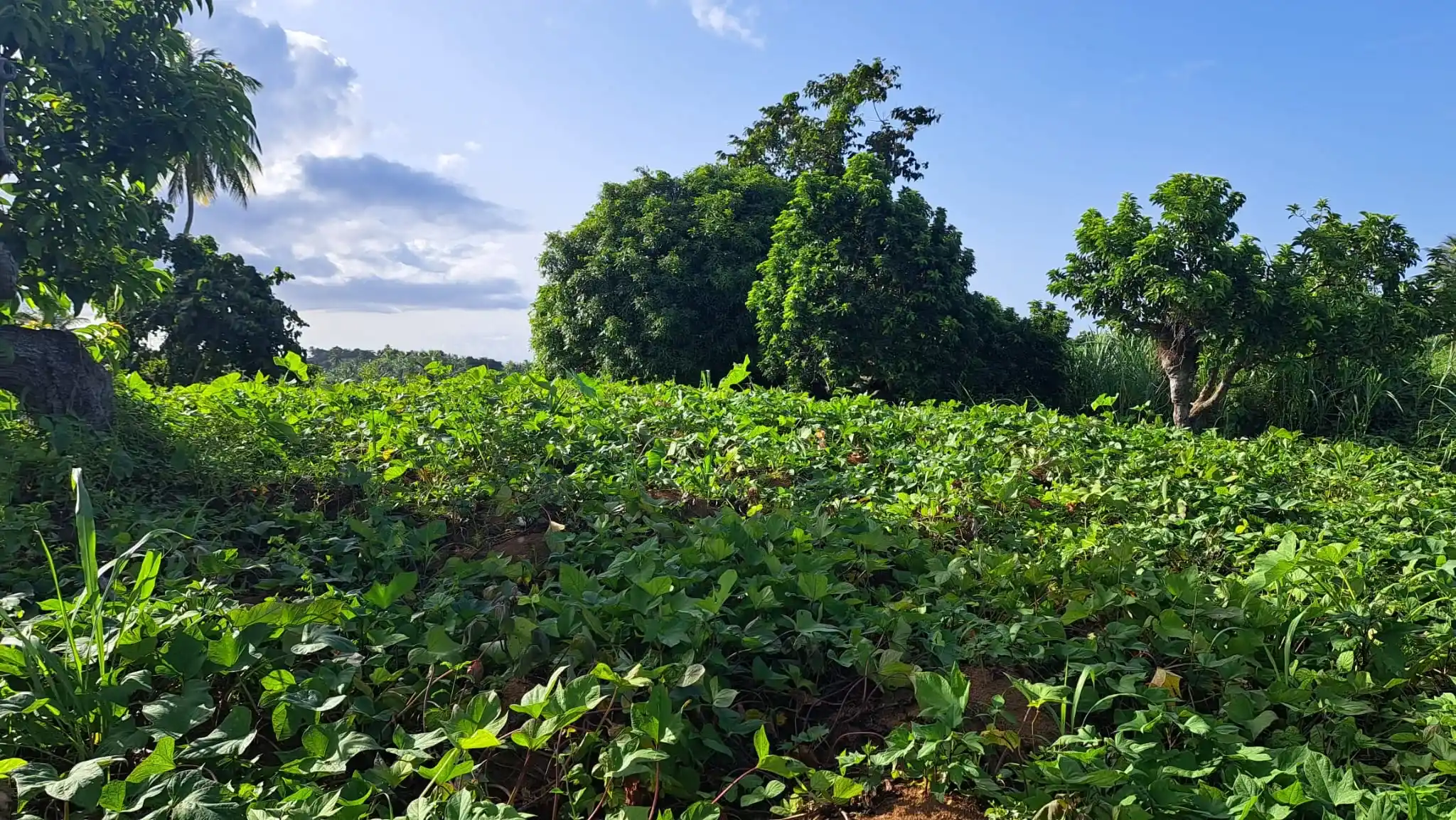 459106576 493899230234334 423338973386835939 N 9 11zon 9 11zon