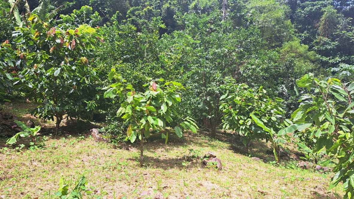 For Sale 3 Acre Land Lot Domininca Pichelin 10 11 11zon