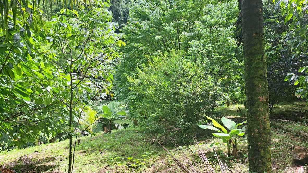 For Sale 3 Acre Land Lot Domininca Pichelin 11 12 11zon