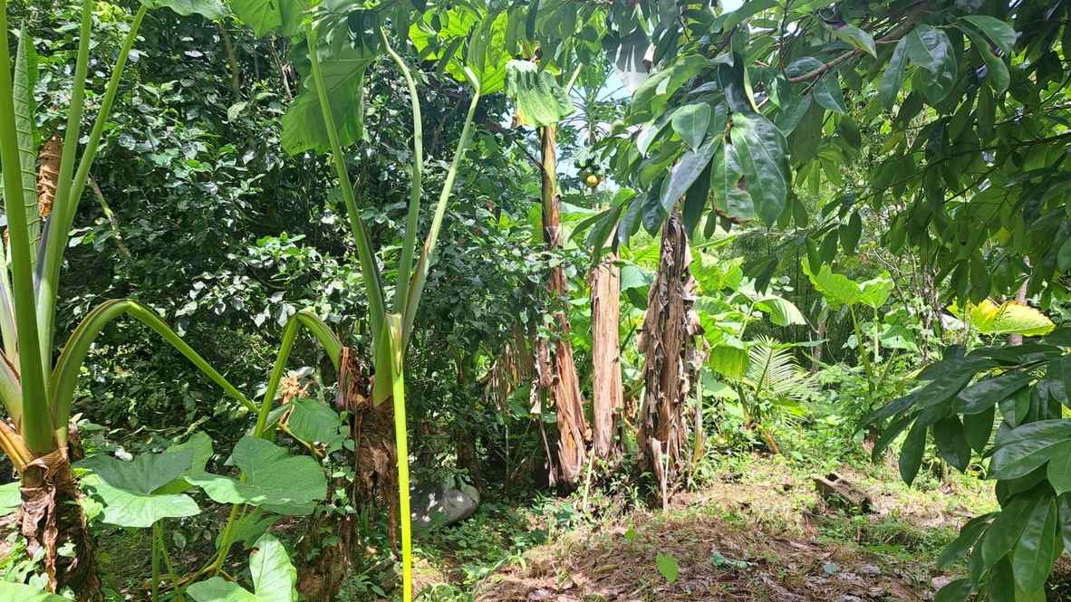 For Sale 3 Acre Land Lot Domininca Pichelin 2 3 11zon