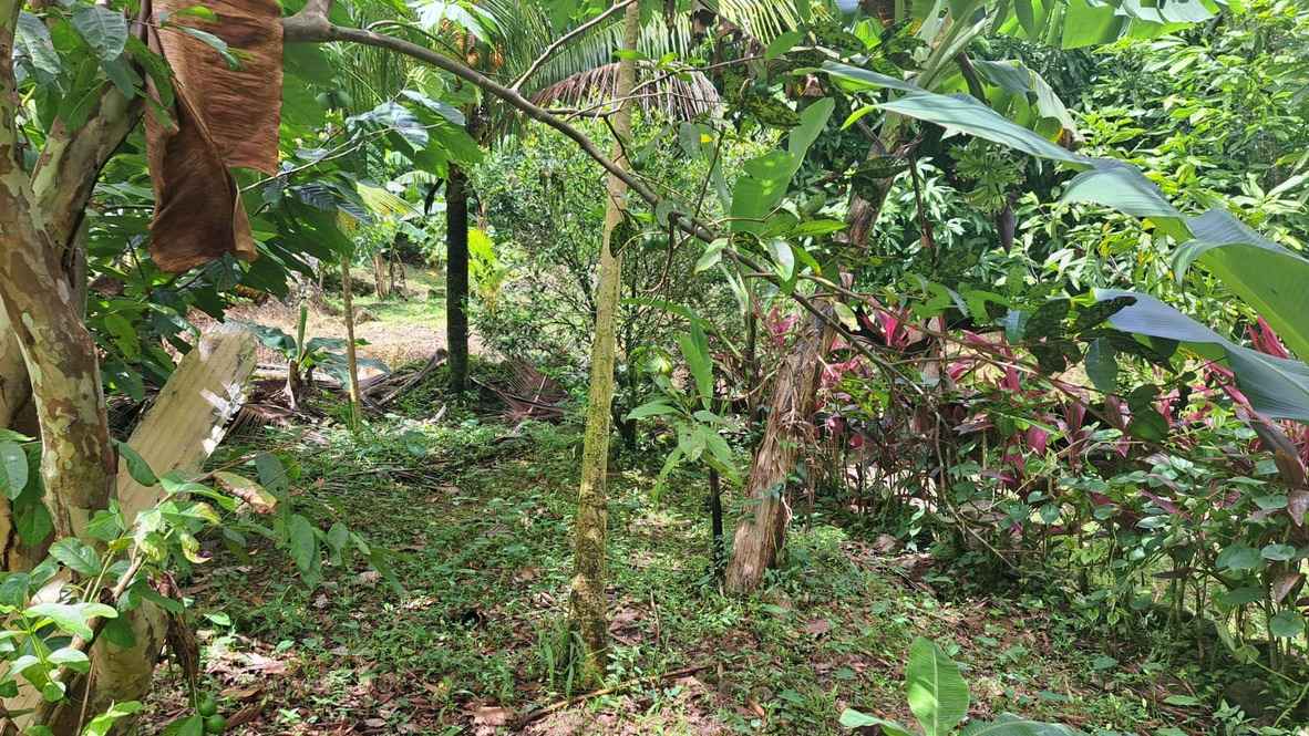 For Sale 3 Acre Land Lot Domininca Pichelin 4 5 11zon