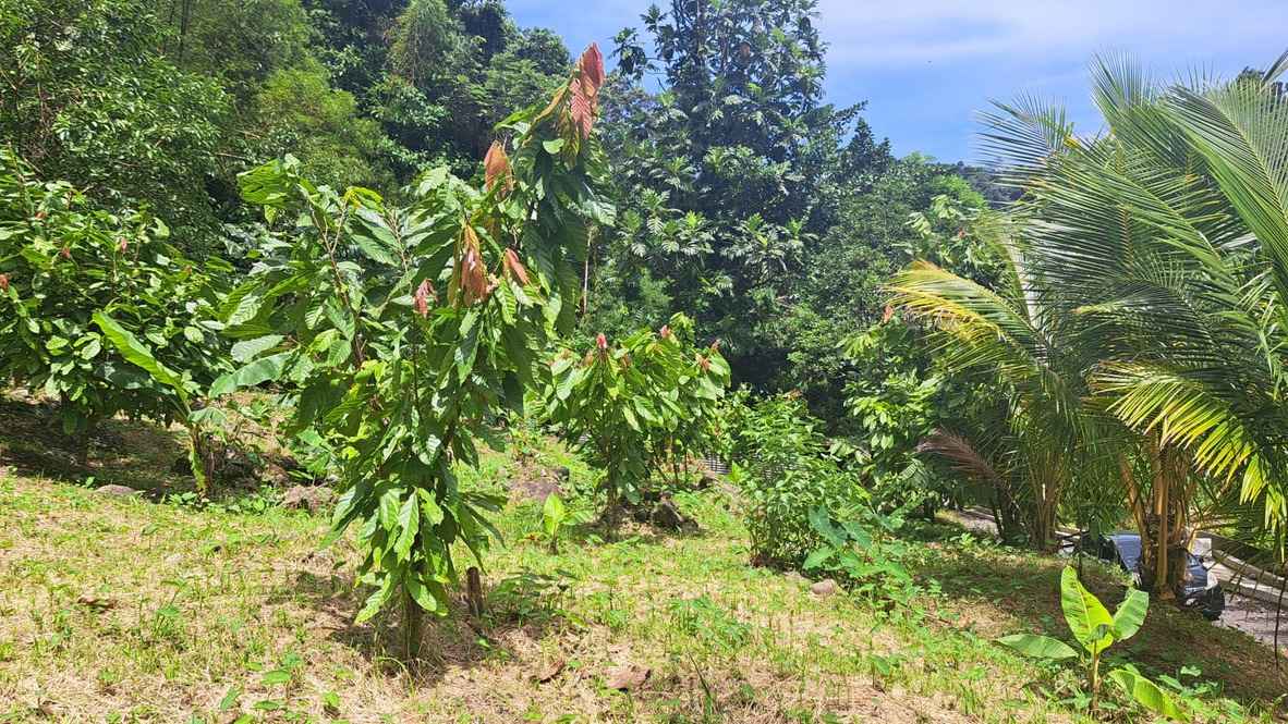 For Sale 3 Acre Land Lot Domininca Pichelin 5 6 11zon