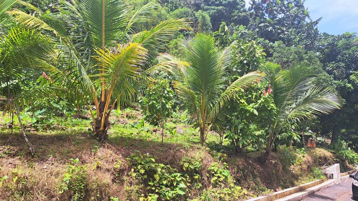 For Sale 3 Acre Land Lot Domininca Pichelin 6 7 11zon