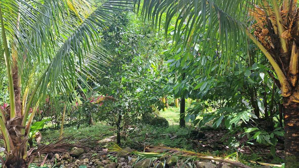 For Sale 3 Acre Land Lot Domininca Pichelin 8 9 11zon